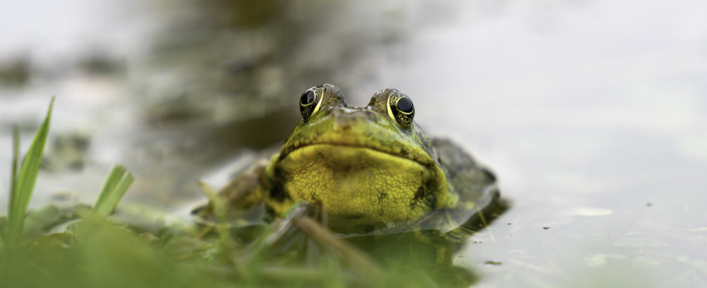 a close-up of a frog in shallow water with grass in the foreground